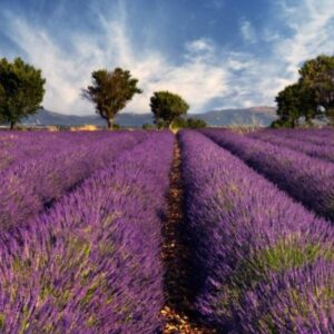 Scienze e Metodologie Naturopatiche